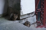 Two tabby cats are resting on a stone surface in front of a white wall and a red window with intricate wooden detailing. The cats appear relaxed, with one sitting upright and the other curled up beside it.