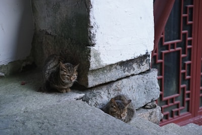 Two tabby cats are resting on a stone surface in front of a white wall and a red window with intricate wooden detailing. The cats appear relaxed, with one sitting upright and the other curled up beside it.