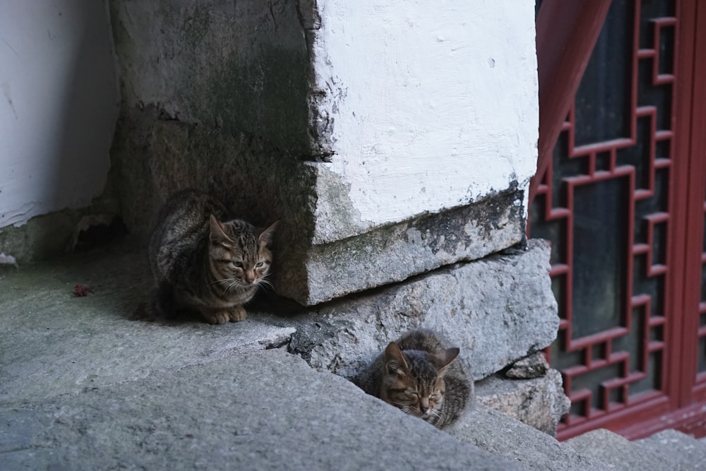 a couple of cats sitting on top of a stone wall