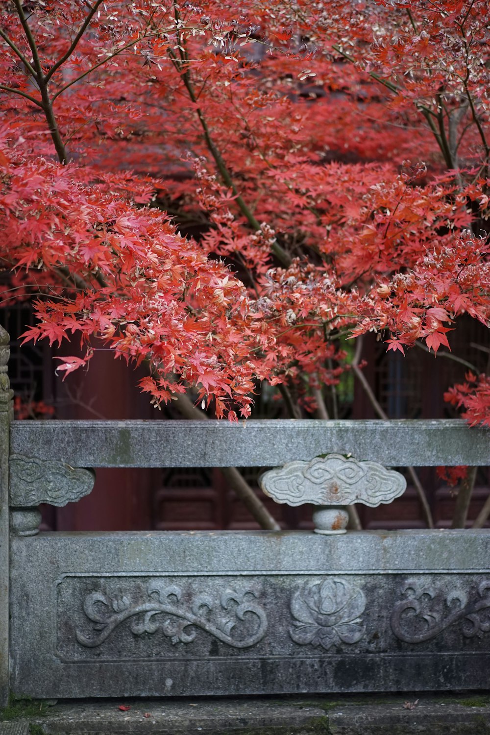 a tree with red leaves behind a stone fence
