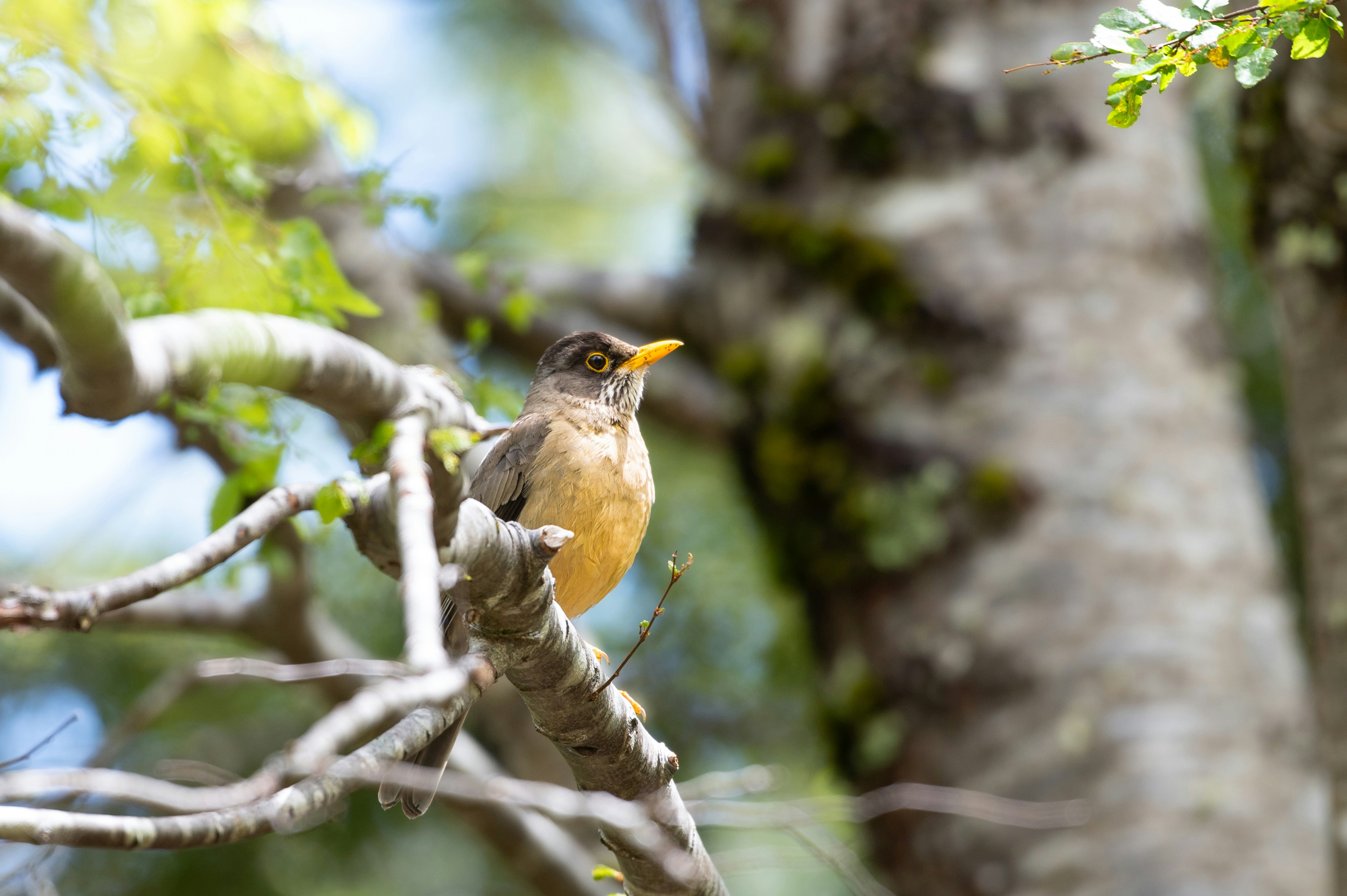 Photo by natachairken