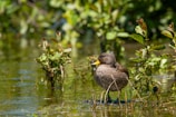 A brown duck with speckled feathers is standing in shallow water surrounded by lush green vegetation. The duck has a yellow beak and is looking slightly to the side. Reflections of the plants can be seen on the water’s surface, adding to the vibrant, natural setting.