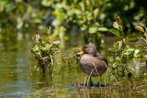 A brown duck with speckled feathers is standing in shallow water surrounded by lush green vegetation. The duck has a yellow beak and is looking slightly to the side. Reflections of the plants can be seen on the water’s surface, adding to the vibrant, natural setting.