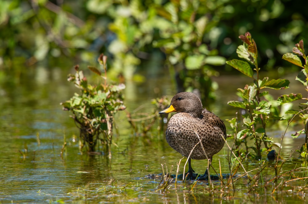 a duck standing in the water next to plants