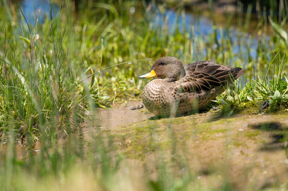 a duck that is sitting in the grass