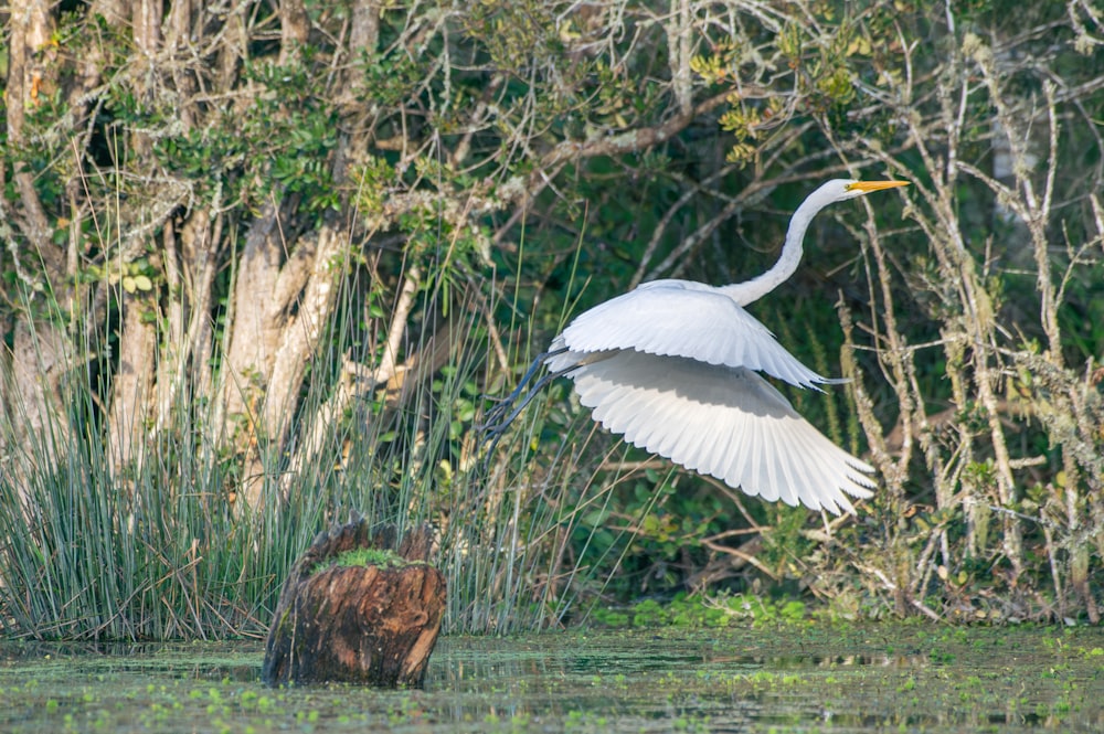 a large white bird flying over a body of water