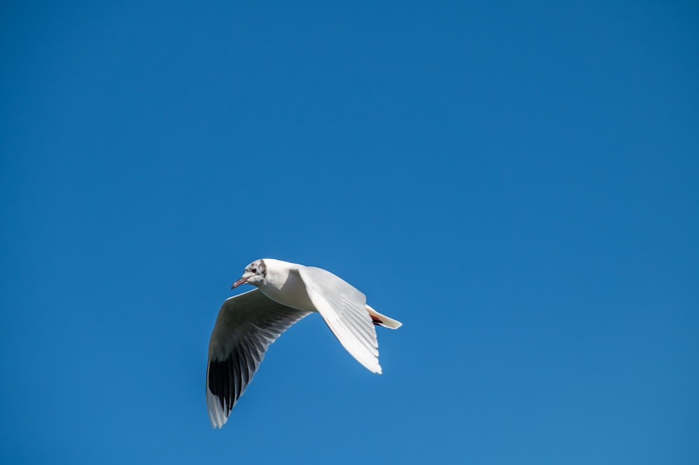 a white bird flying through a blue sky