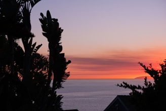 A serene sunset over the ocean with silhouettes of mangroves in the foreground.