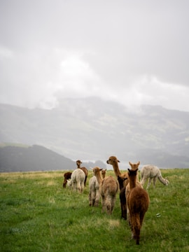 A group of alpacas stands on a lush green field under a cloudy sky. The animals have woolly coats in various shades of brown and cream. In the background, there are mist-covered hills or mountains, adding to the serene and pastoral setting.
