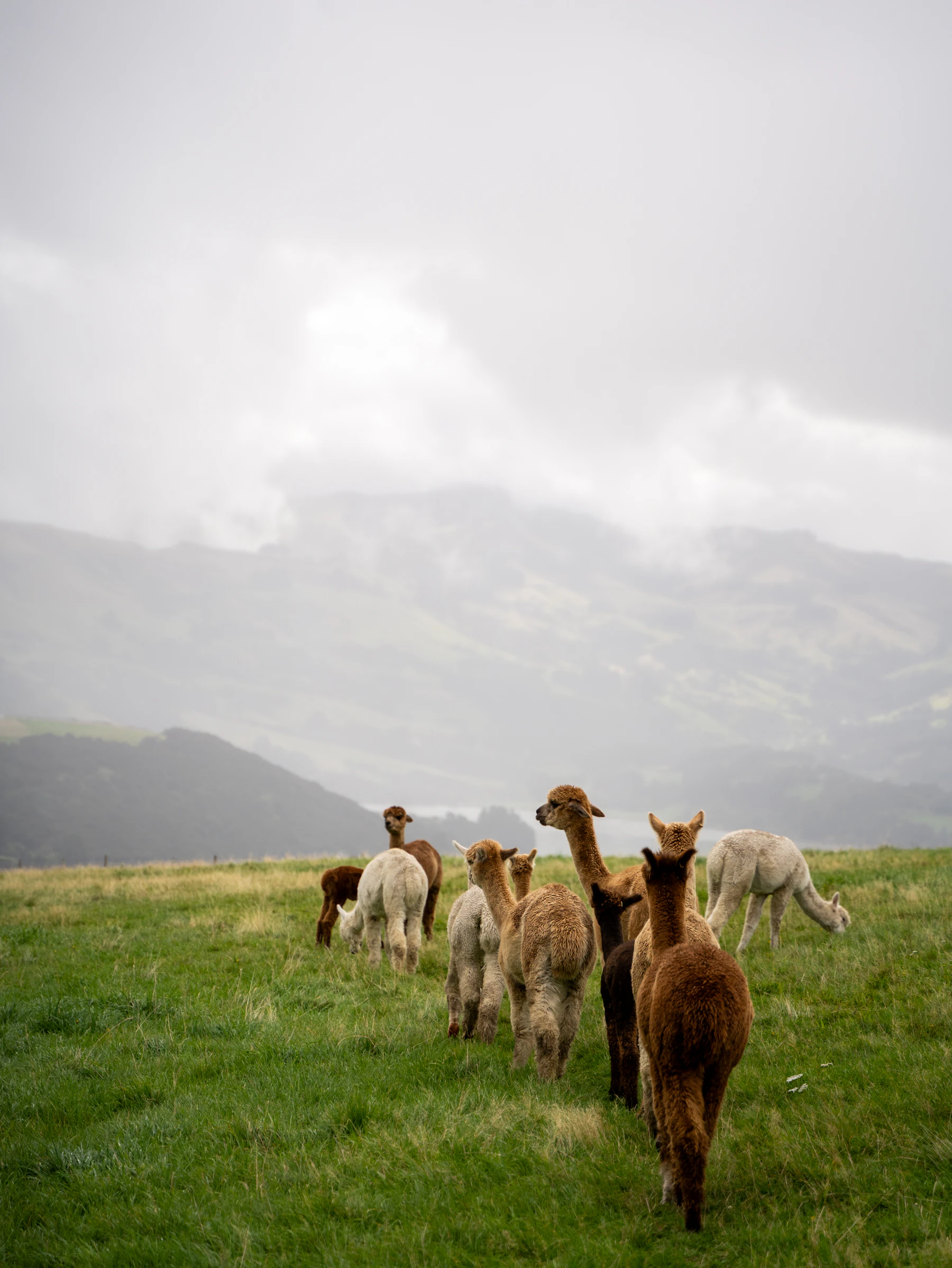 A mixed-color herd of alpacas walking away across a green pasture toward misty hills