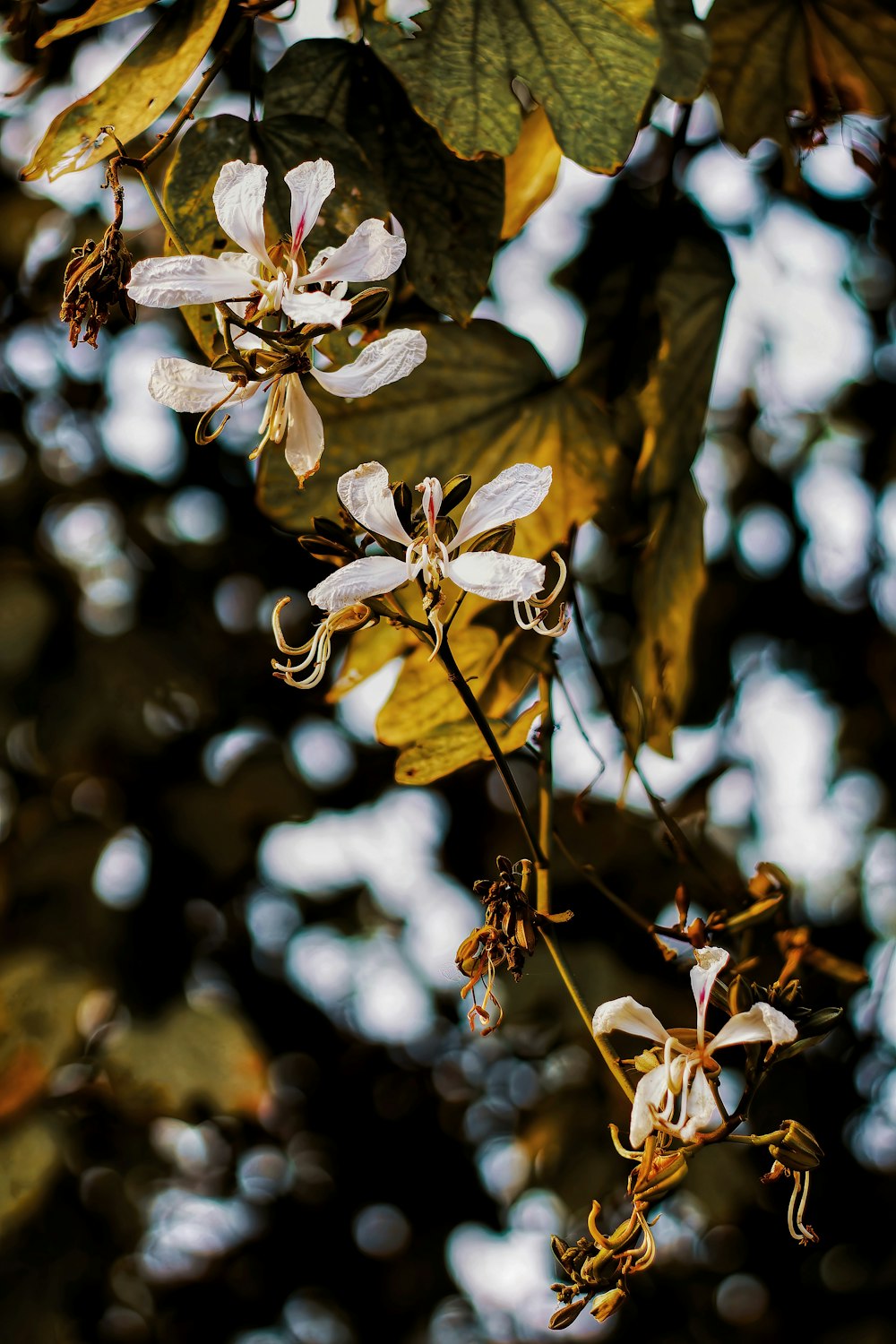 a close up of a flower on a tree