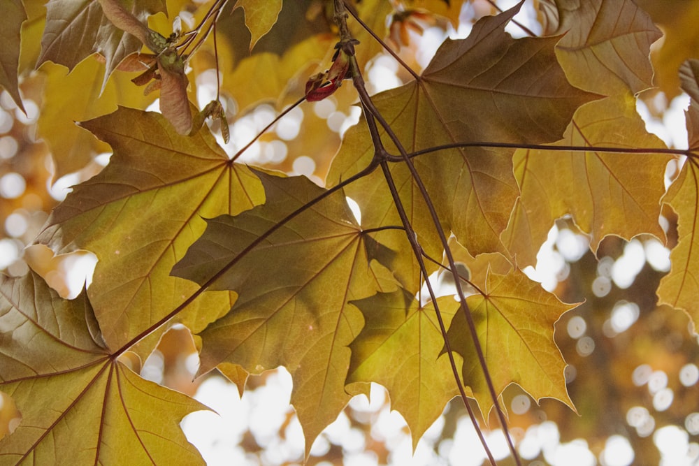 a close up of a tree with lots of leaves