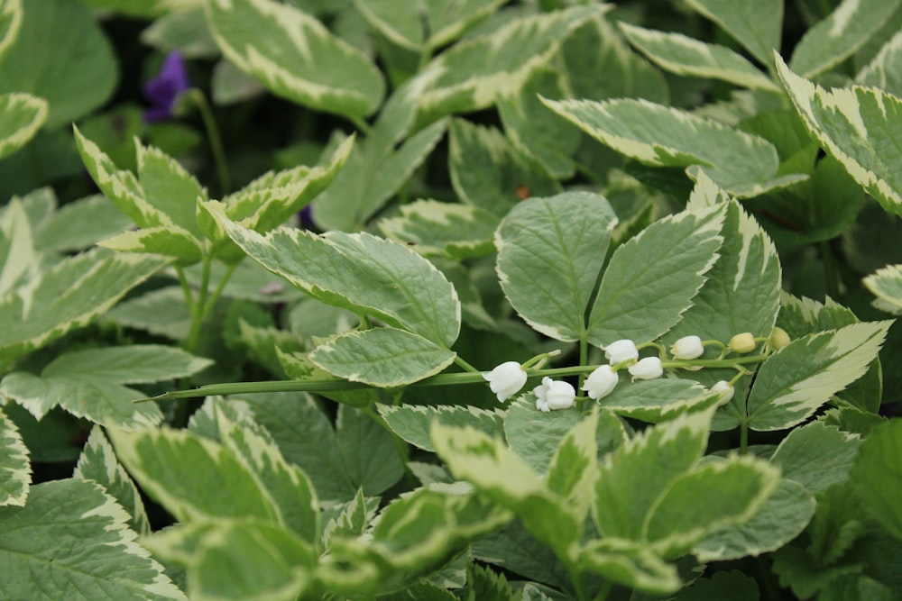 a close up of a green plant with white flowers