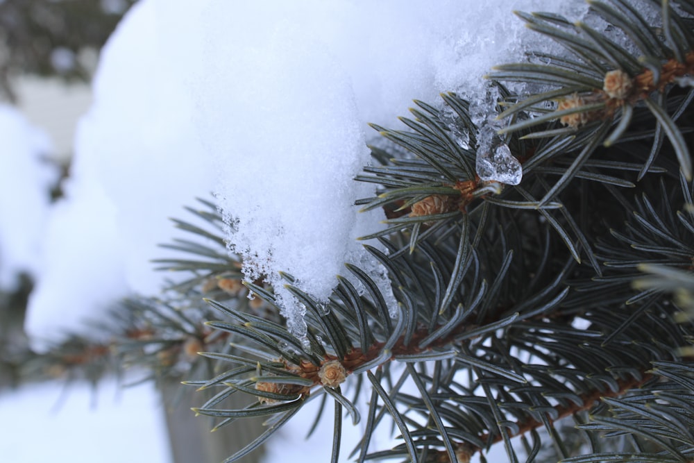 a close up of a pine tree with snow on it