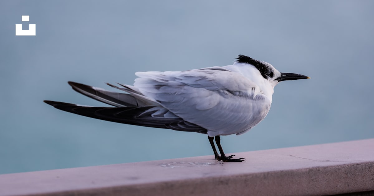 A black and white bird standing on a ledge photo – Free Panama city