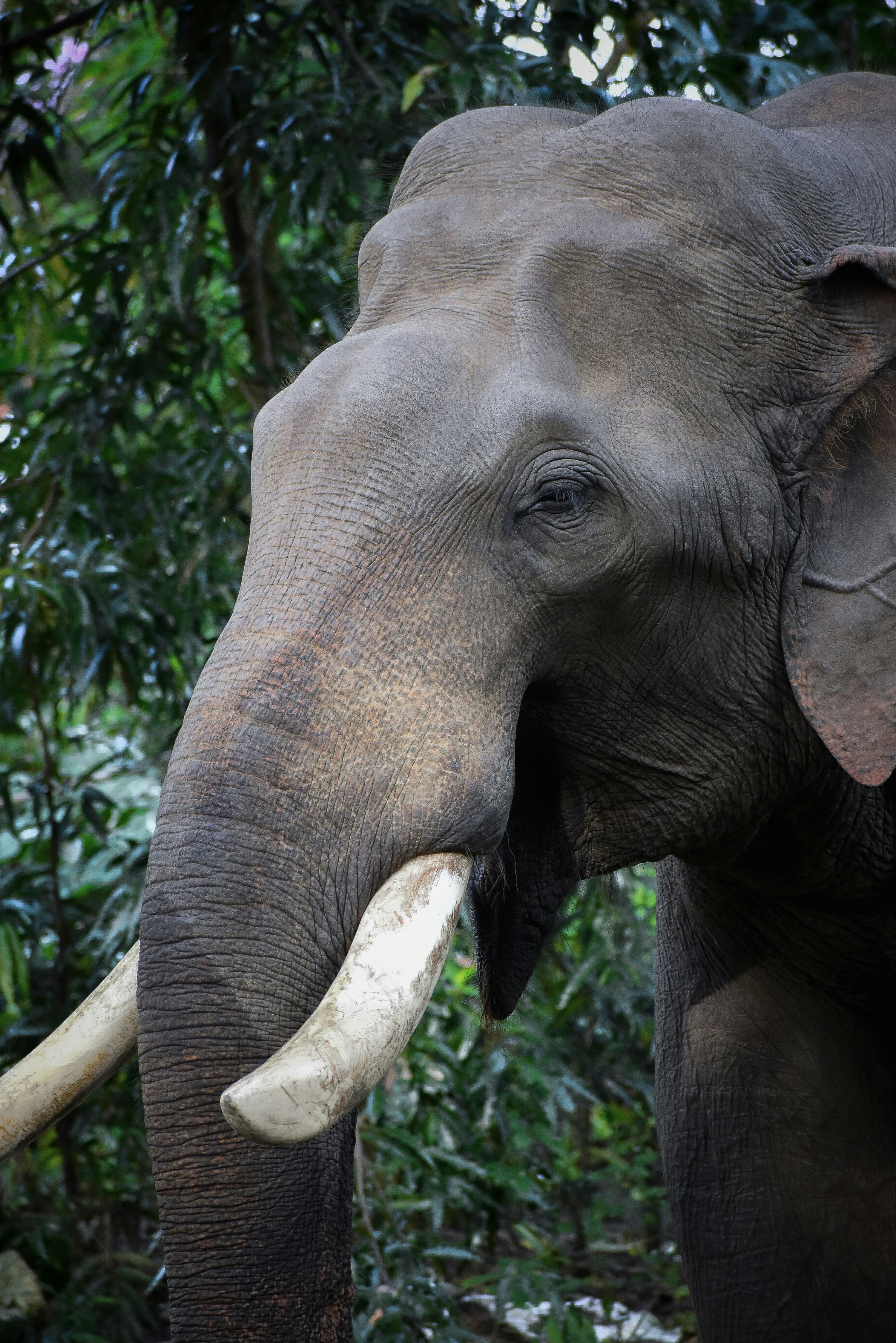 an elephant with tusks standing in front of trees