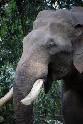 A close-up of a person wearing elephantin’ apparel, standing confidently against a backdrop of ancient trees symbolizing strength and heritage.