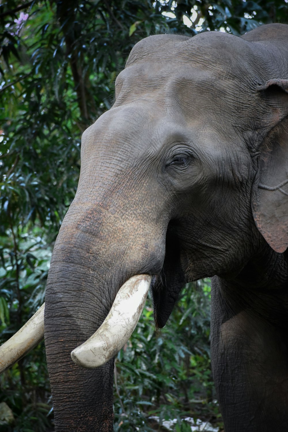 an elephant with tusks standing in front of trees