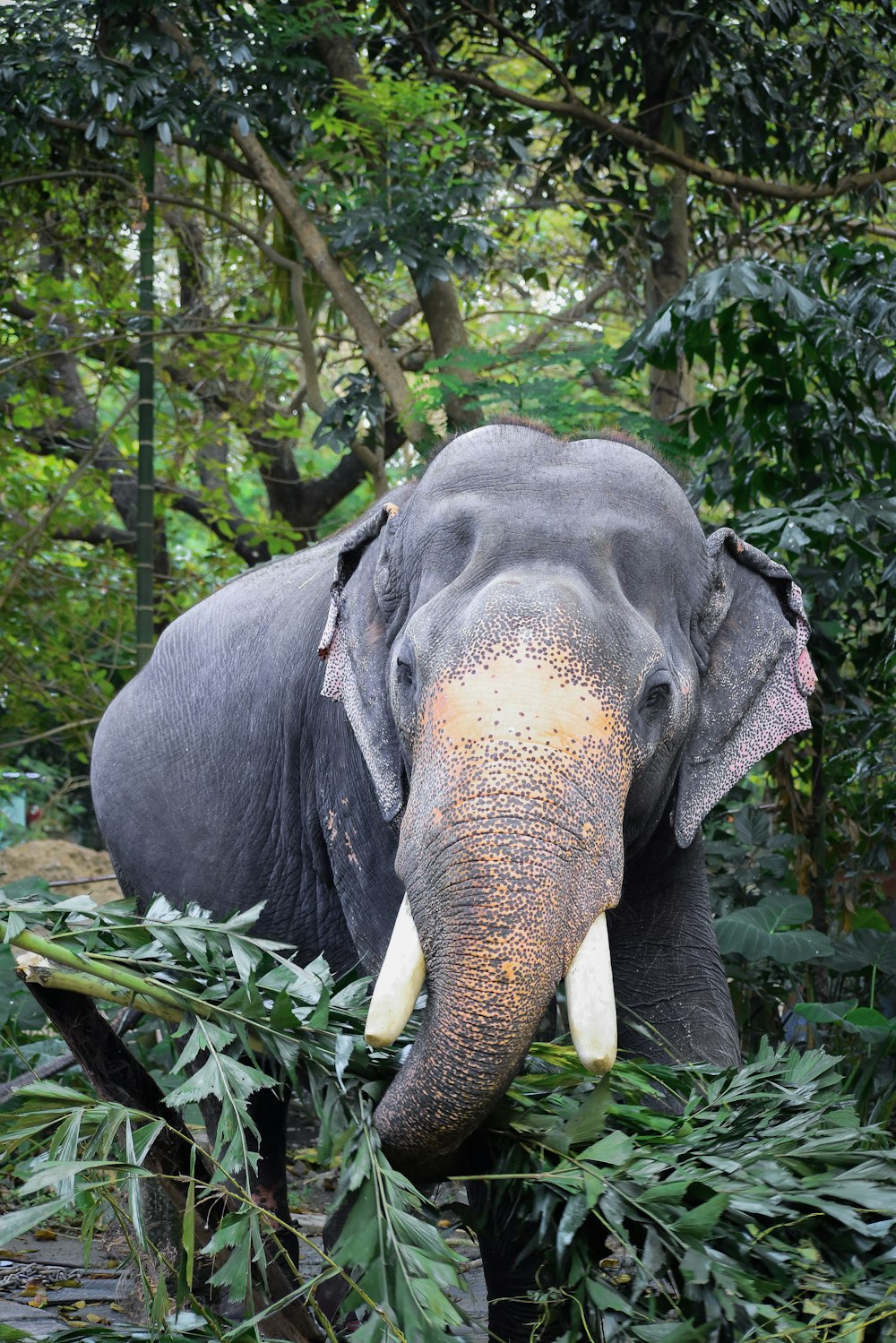 um elefante com presas comendo folhas em uma floresta