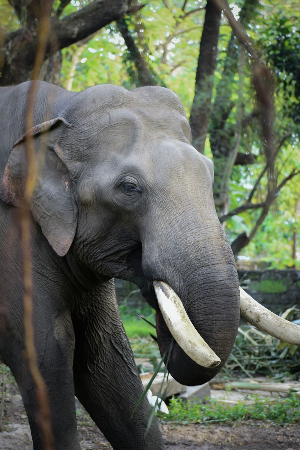an elephant with long tusks walking through a forest