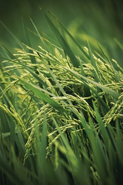 a close up of a bunch of green grass