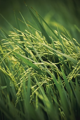 a close up of a bunch of green grass