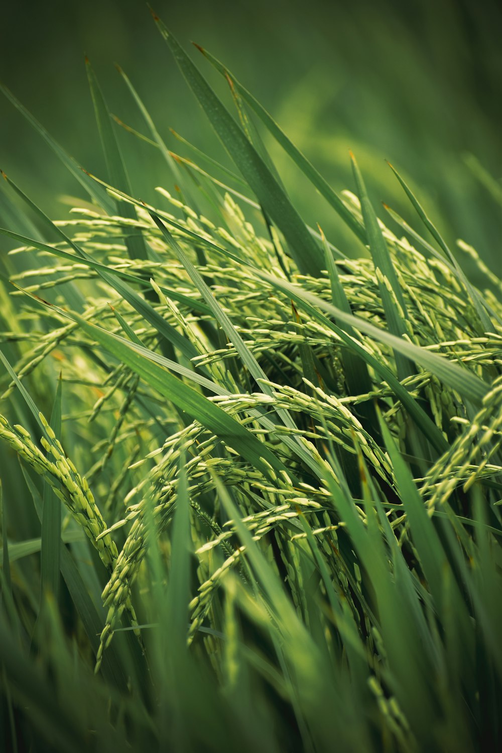 a close up of a bunch of green grass