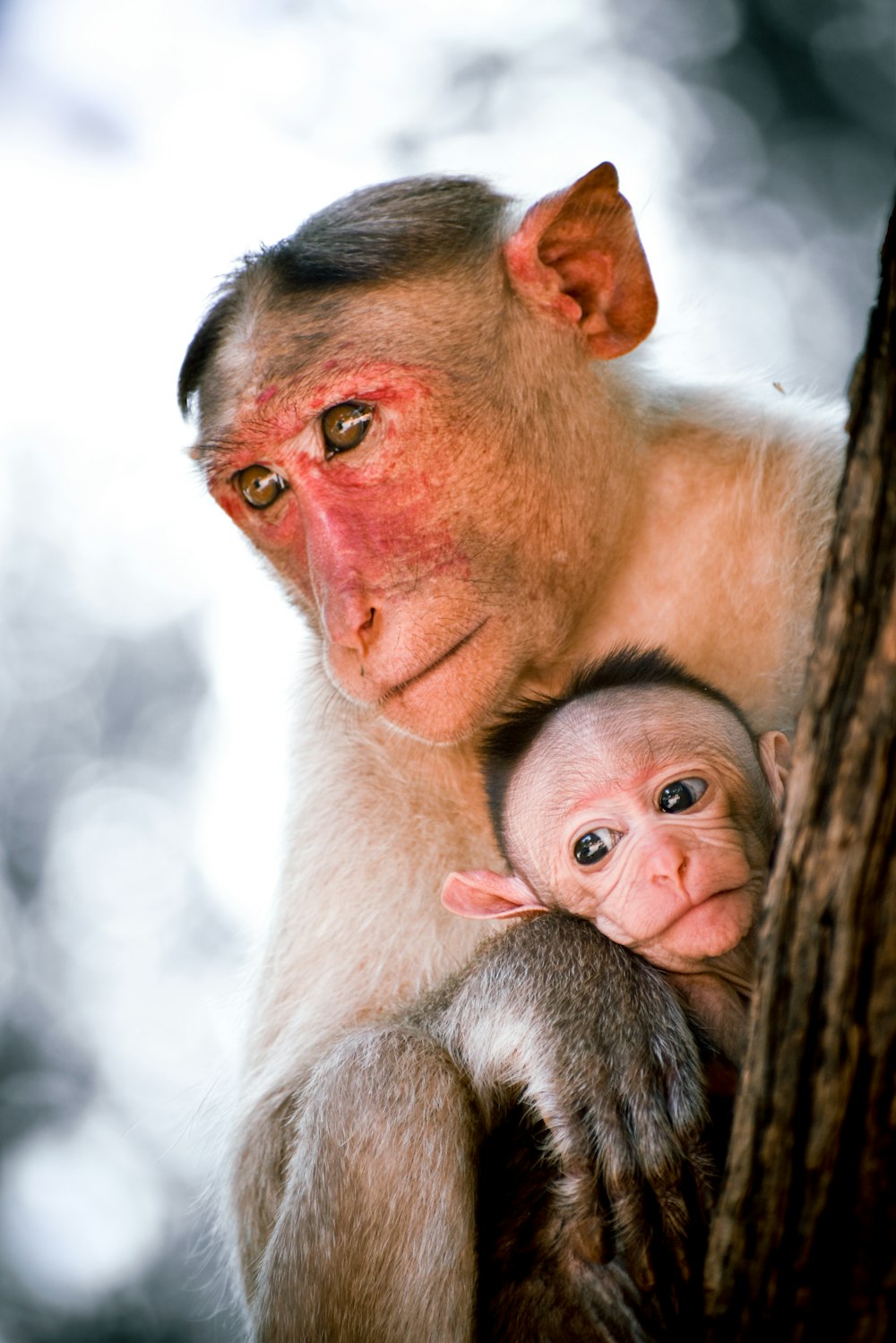 a monkey holding a baby in a tree