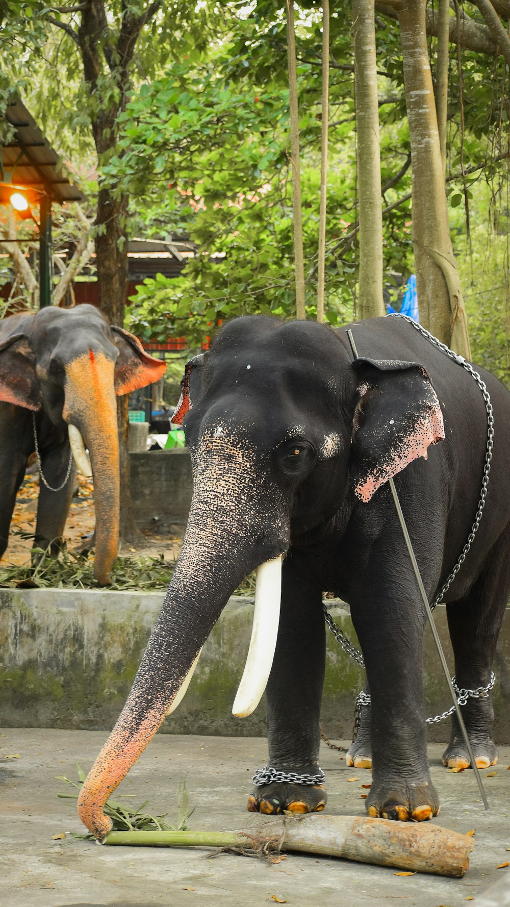 um elefante com correntes amarradas à tromba