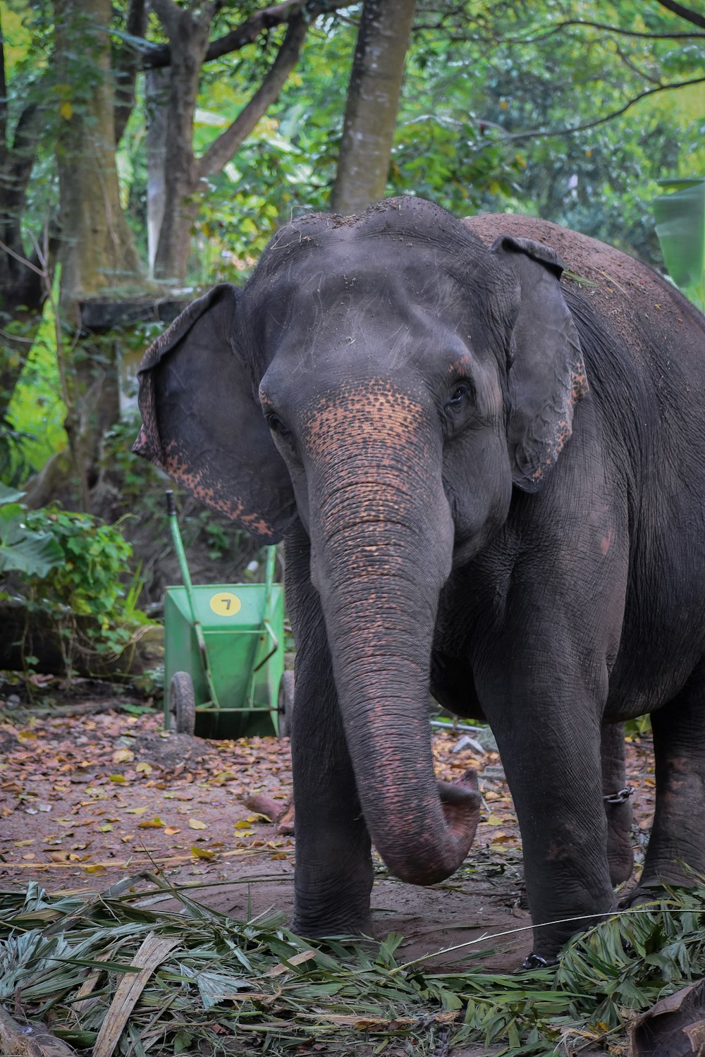 an elephant standing in the middle of a forest