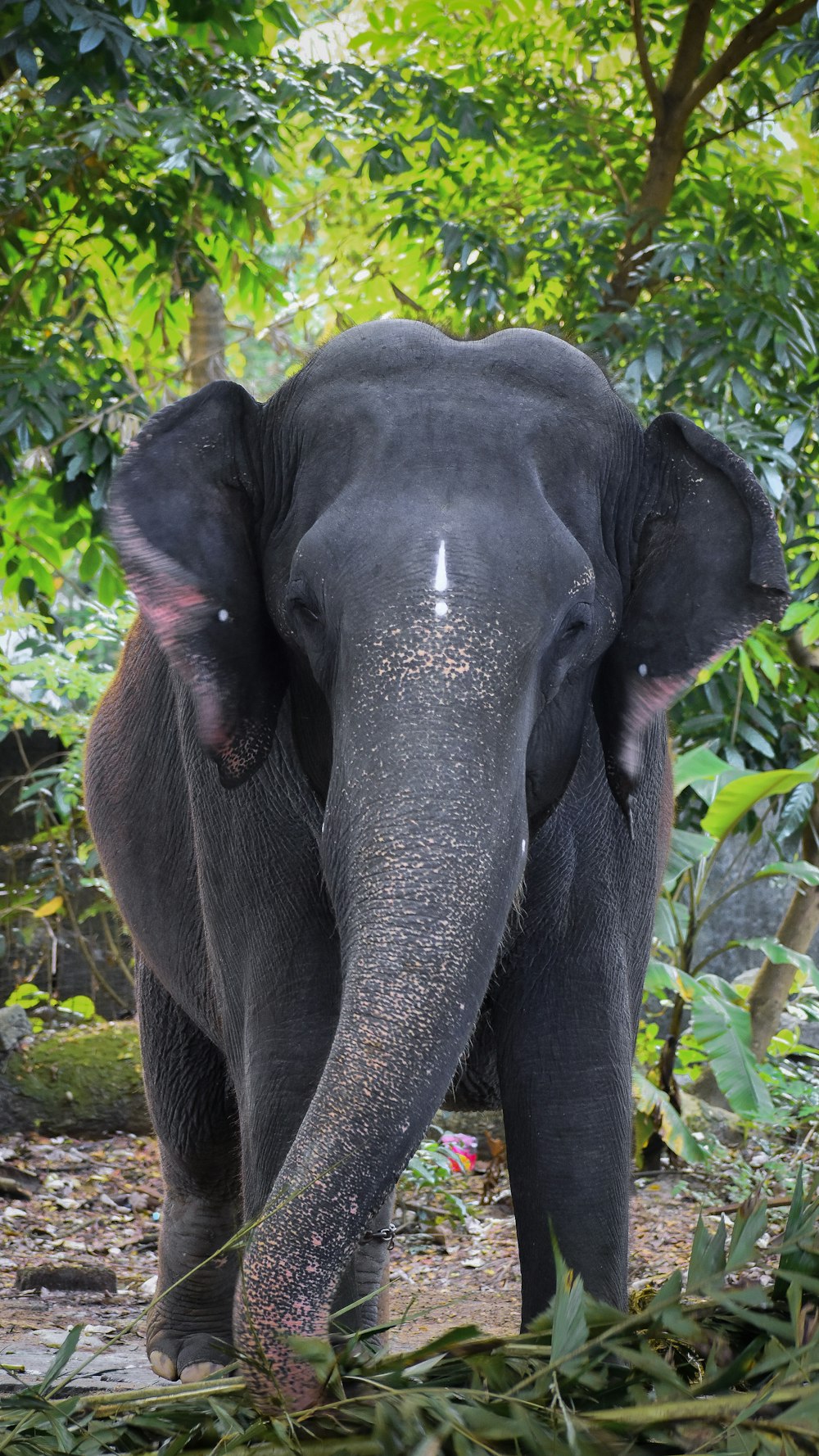um elefante no meio de uma floresta