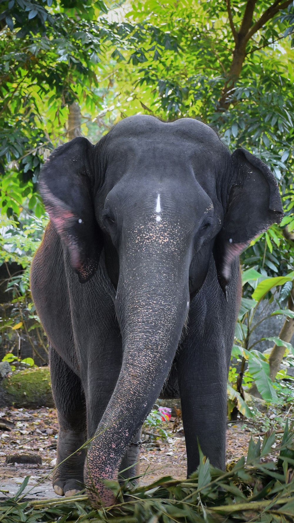 an elephant standing in the middle of a forest