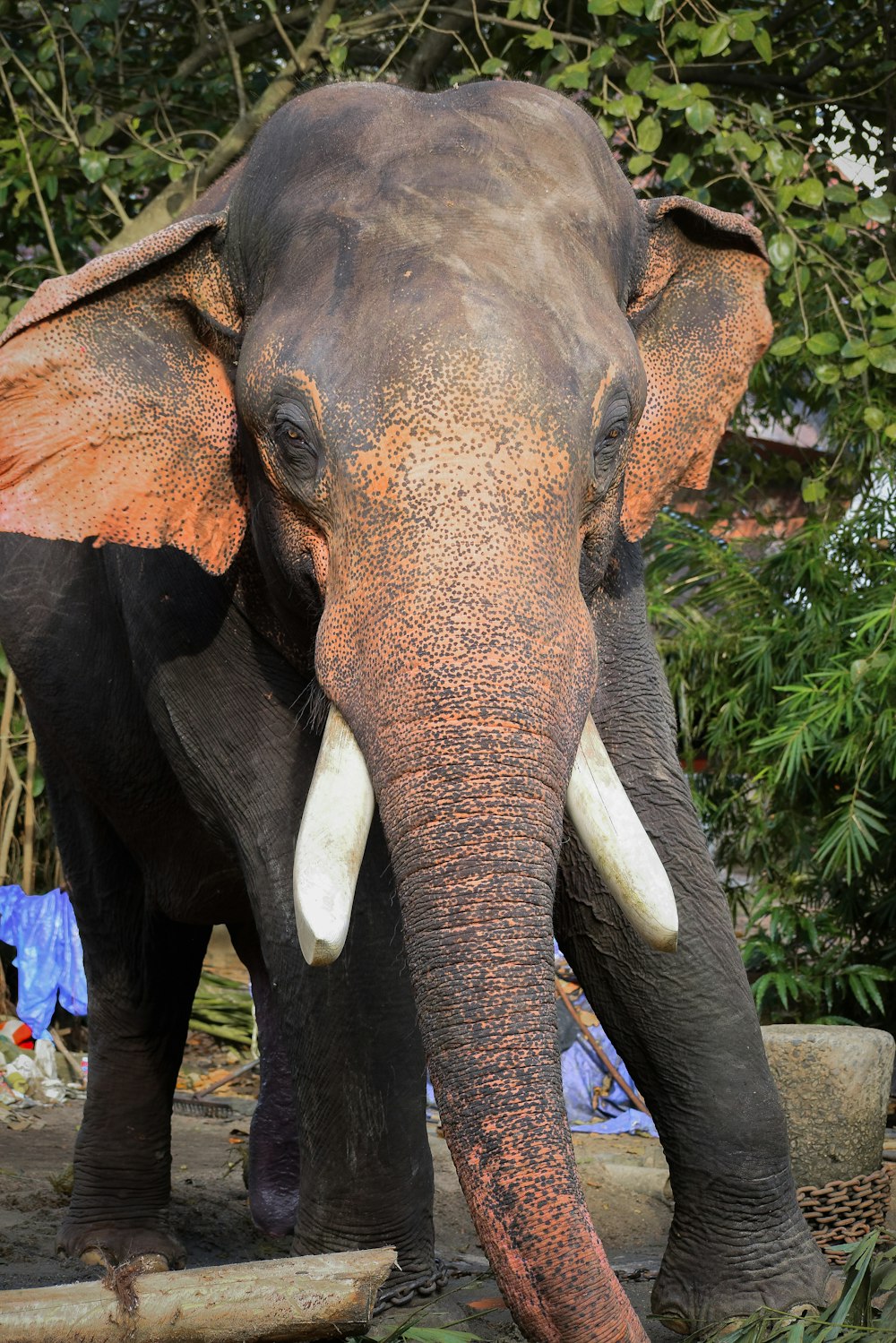um elefante com presas em pé na frente das árvores