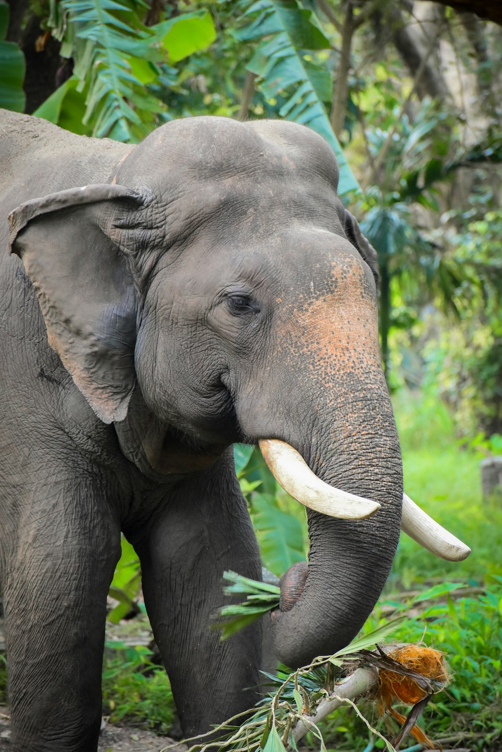 an elephant with tusks standing in a forest