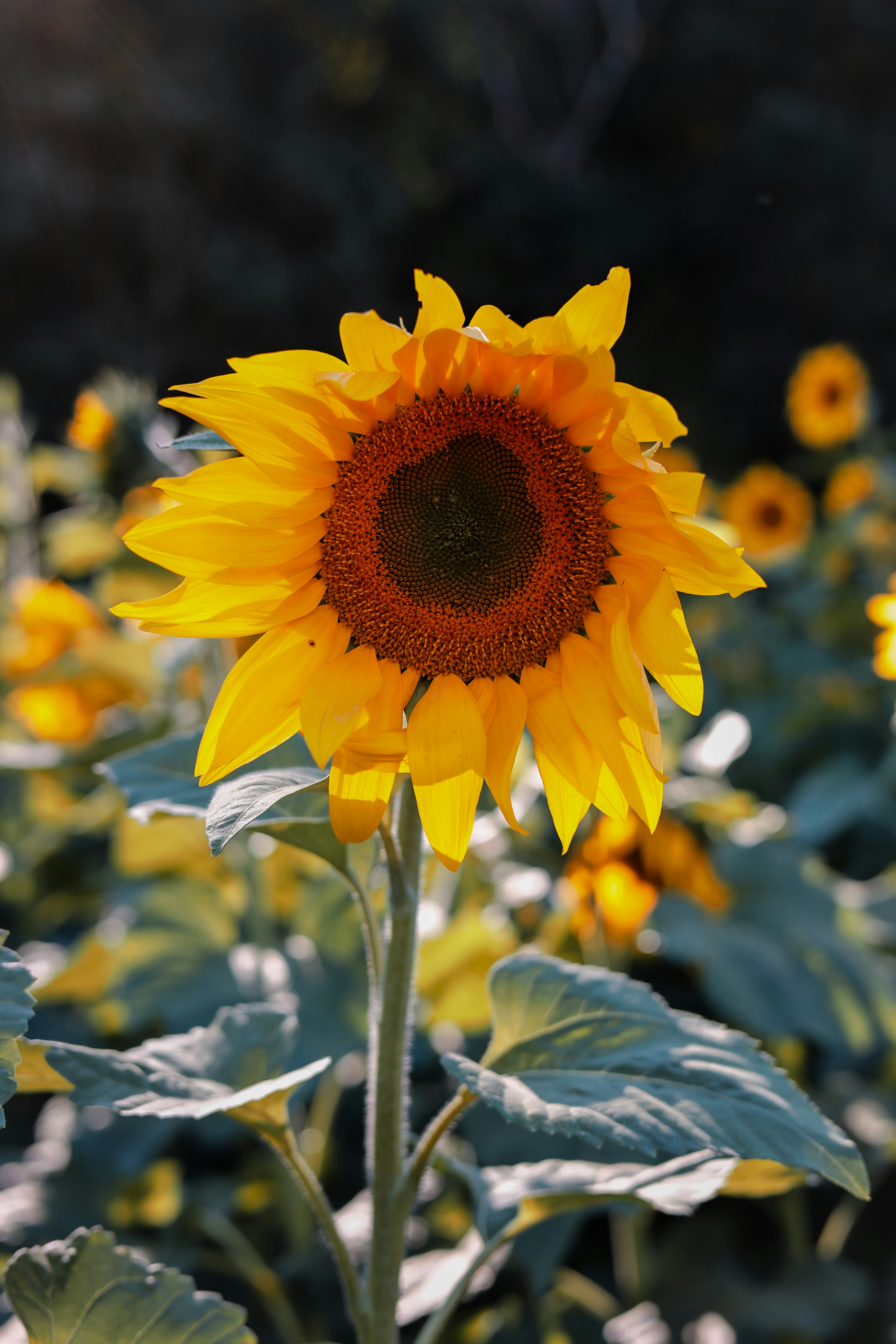 a large sunflower standing in a field of sunflowers