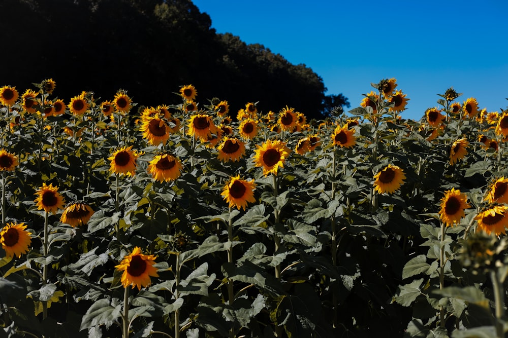 a large field of sunflowers on a sunny day