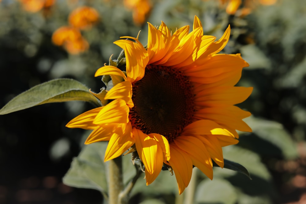 a sunflower in a field of sunflowers