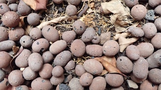 A collection of round, brown pebbles scattered on soil with scattered dry leaves and organic debris. The pebbles vary in size and have a rough texture.