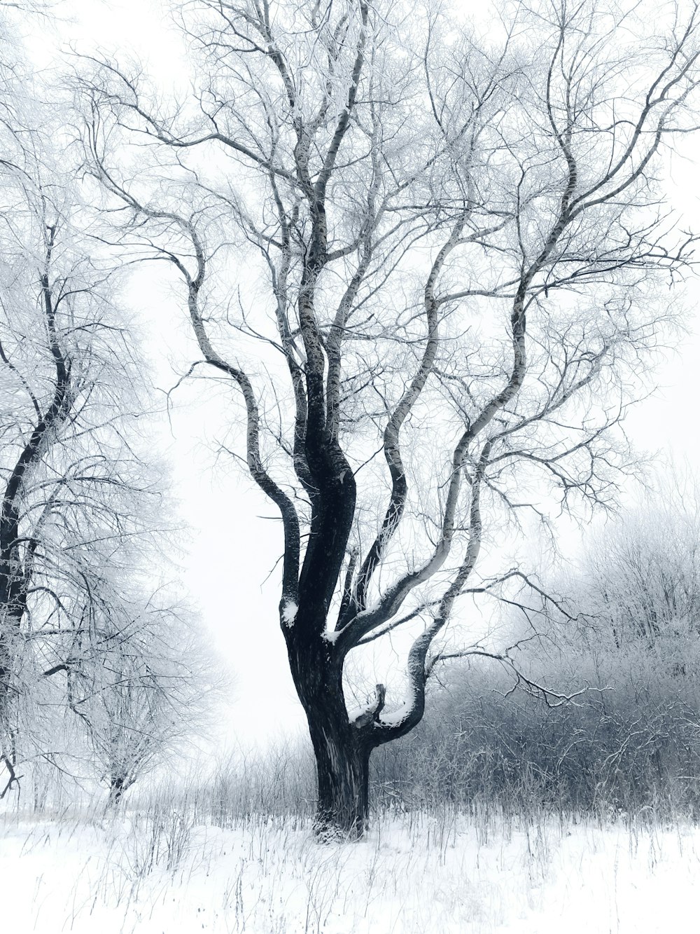 a black and white photo of a tree in the snow