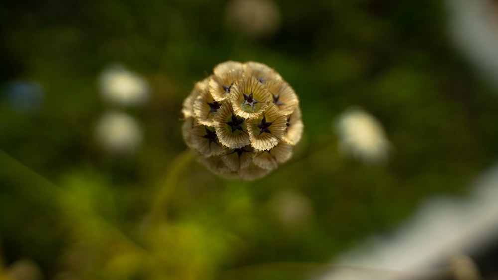 a close up of a flower with a blurry background