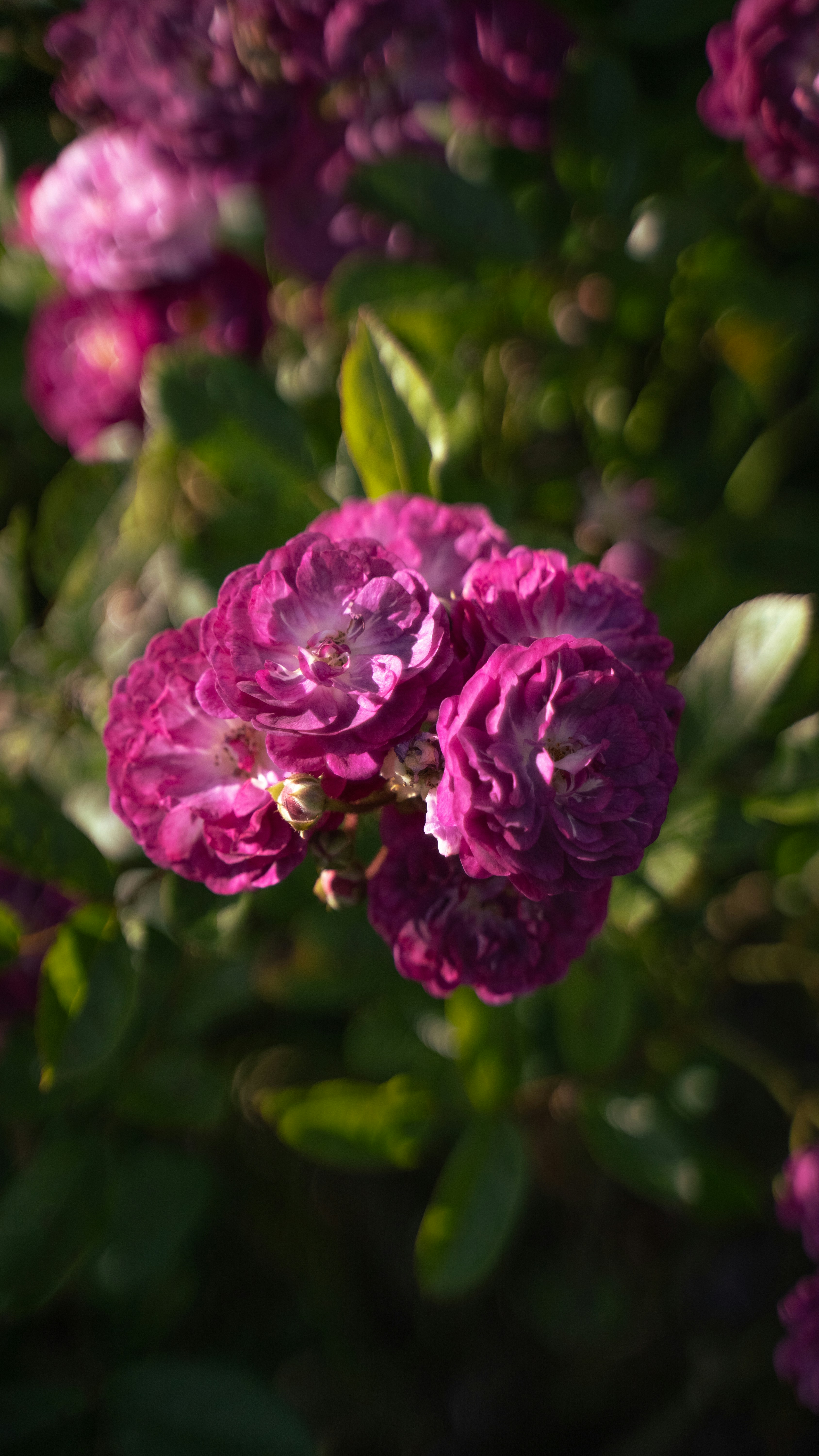 a close up of a bunch of pink flowers