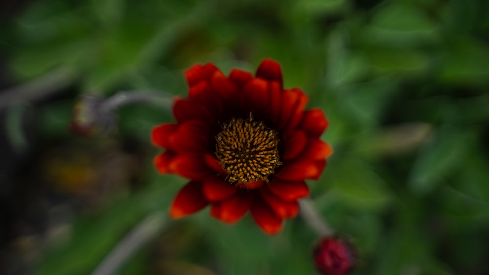 a close up of a red flower with green leaves in the background