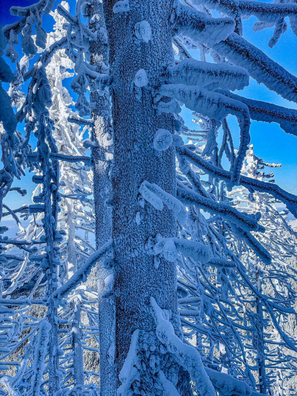 a tree covered in snow next to a forest