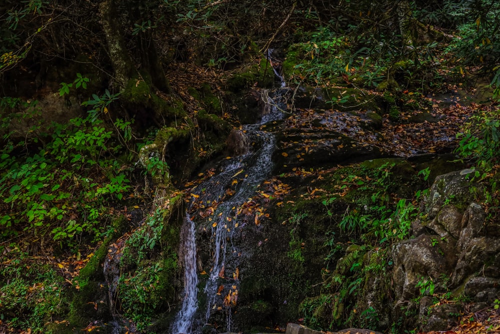 a small waterfall in the middle of a forest