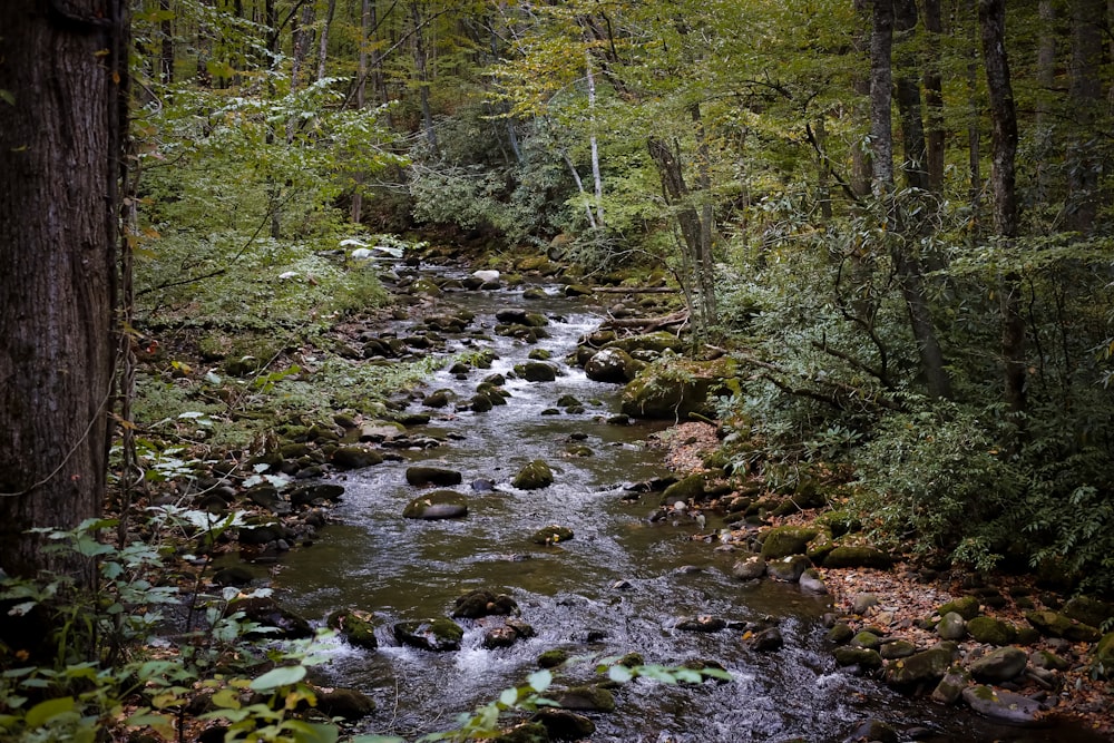 a stream running through a lush green forest