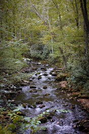 a stream running through a lush green forest”