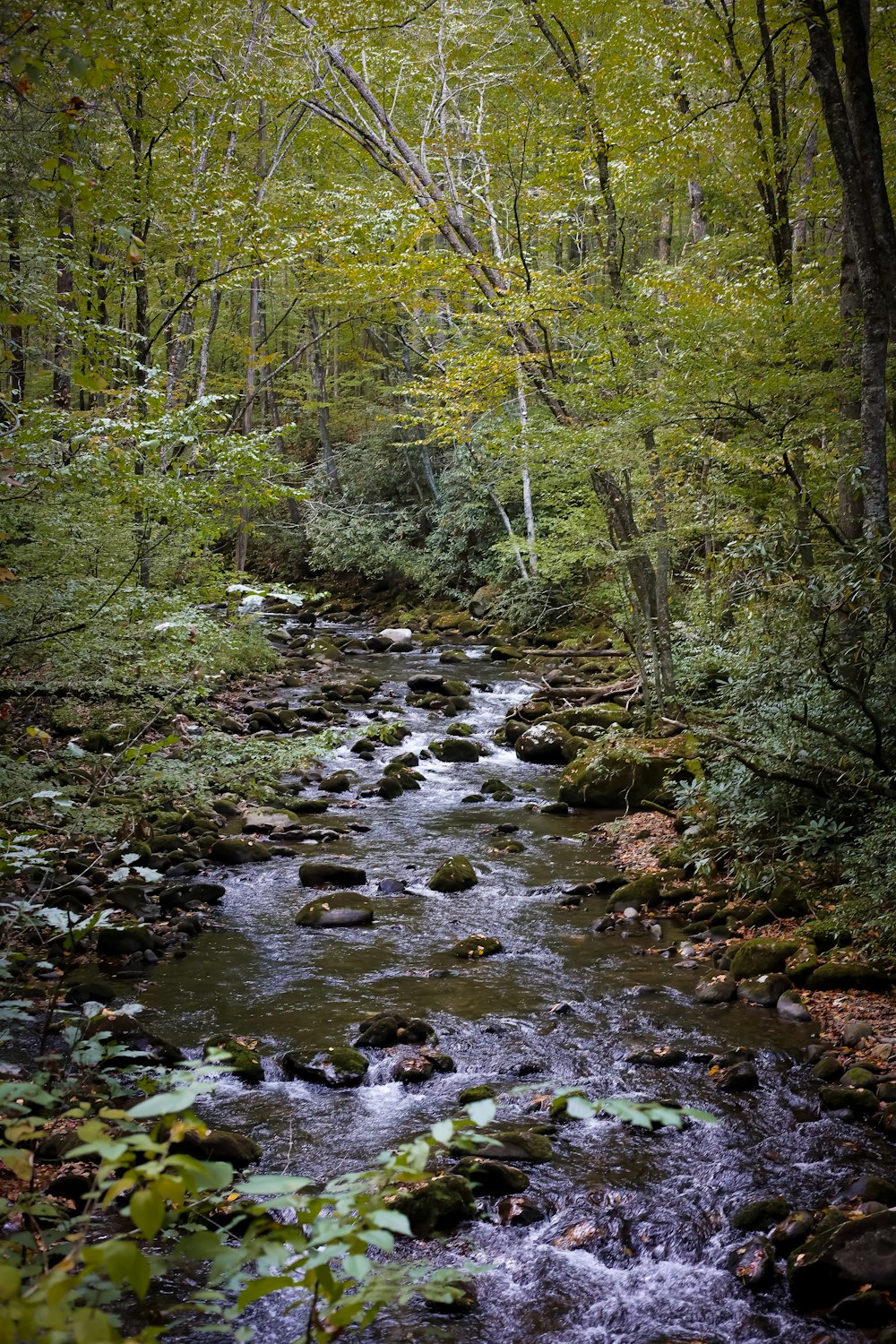 a stream running through a lush green forest