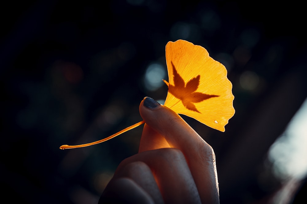 a person holding a yellow flower in their hand