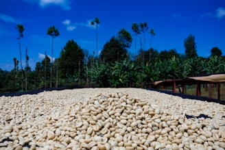 A large pile of raw coffee beans is spread out on a drying rack under a clear blue sky. The surrounding area is lush with trees and vegetation, giving it a tropical or plantation vibe.