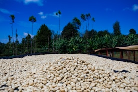 A large pile of raw coffee beans is spread out on a drying rack under a clear blue sky. The surrounding area is lush with trees and vegetation, giving it a tropical or plantation vibe.